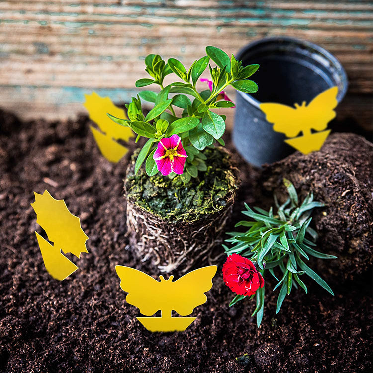 Flugfångare | 10-pack